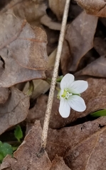 Claytonia virginica