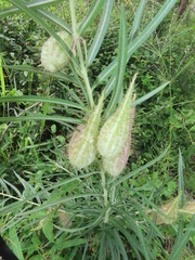Gomphocarpus tomentosus tomentosus