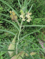 Gomphocarpus tomentosus tomentosus