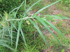 Gomphocarpus tomentosus tomentosus