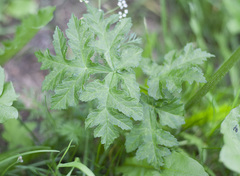Heracleum sphondylium
