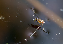 Limnochares aquatica