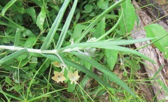 Gomphocarpus tomentosus tomentosus