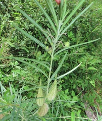 Gomphocarpus tomentosus tomentosus