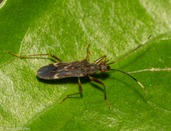 Neopamera neotropicalis