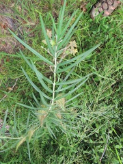 Gomphocarpus tomentosus tomentosus
