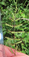 Setaria sagittifolia