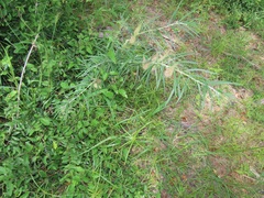 Gomphocarpus tomentosus tomentosus