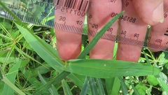 Setaria sagittifolia