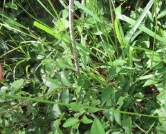 Setaria sagittifolia