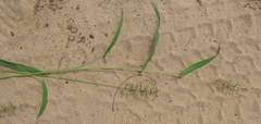 Setaria sagittifolia