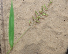 Setaria sagittifolia