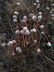 Armeria maritima californica