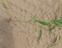 Setaria sagittifolia