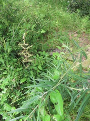 Setaria sagittifolia
