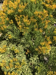 Hymenolepis crithmifolia