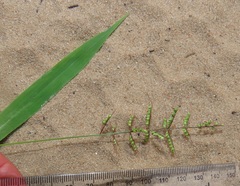 Setaria sagittifolia
