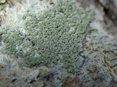 Buellia griseovirens