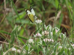 Helichrysum candolleanum