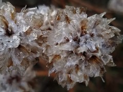 Armeria maritima californica