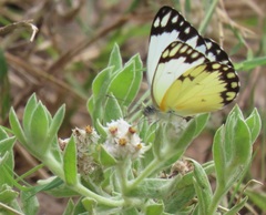 Helichrysum candolleanum
