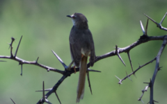 Prinia flavicans