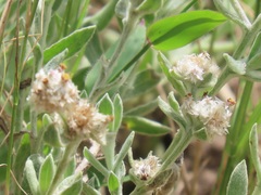Helichrysum candolleanum