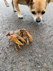 Lacunicambarus polychromatus