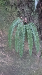 Asplenium gueinzianum