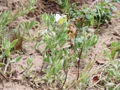 Helichrysum candolleanum