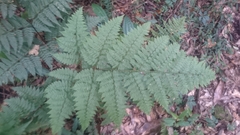 Dryopteris hendersonii