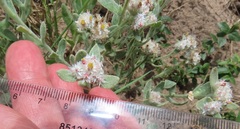Helichrysum candolleanum