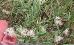 Helichrysum candolleanum