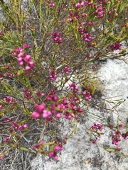 Erica multumbellifera