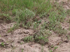 Helichrysum candolleanum