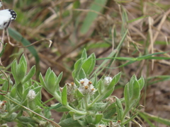 Helichrysum candolleanum