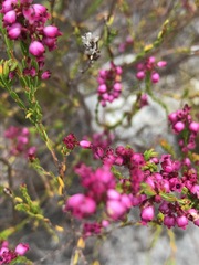 Erica multumbellifera