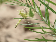 Gomphocarpus tomentosus tomentosus