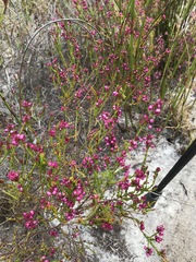 Erica multumbellifera