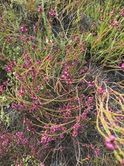 Erica multumbellifera