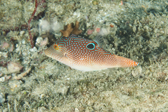 Canthigaster petersii