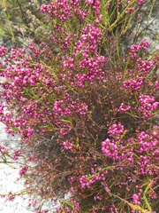 Erica multumbellifera