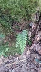 Athyrium arisanense