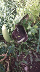 Eminium spiculatum