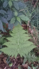 Dryopteris paleolata