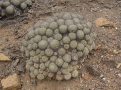 Copiapoa cinerascens