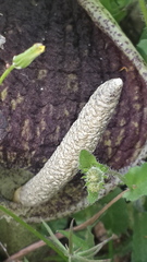 Eminium spiculatum