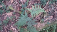 Athyrium arisanense