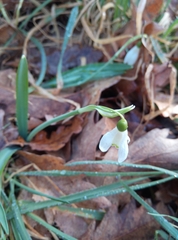 Galanthus nivalis