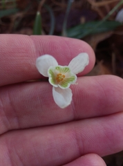 Galanthus nivalis